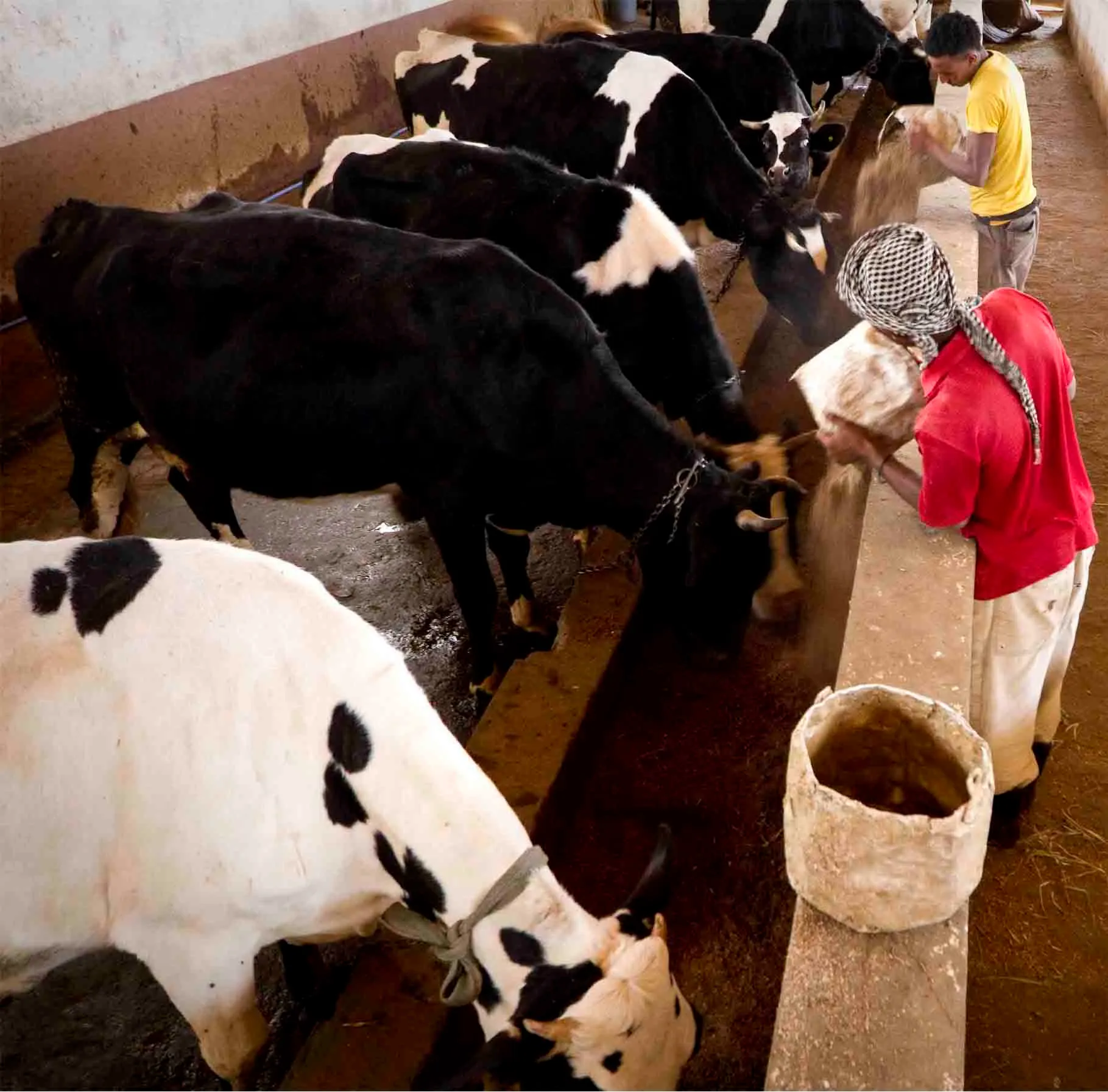 Organic LiveStock, Poultry & Products Certification | FairCert Certification Services Pvt. Ltd. Organic LiveStock, Poultry & Products Certification | FairCert Certification Services Pvt. Ltd.